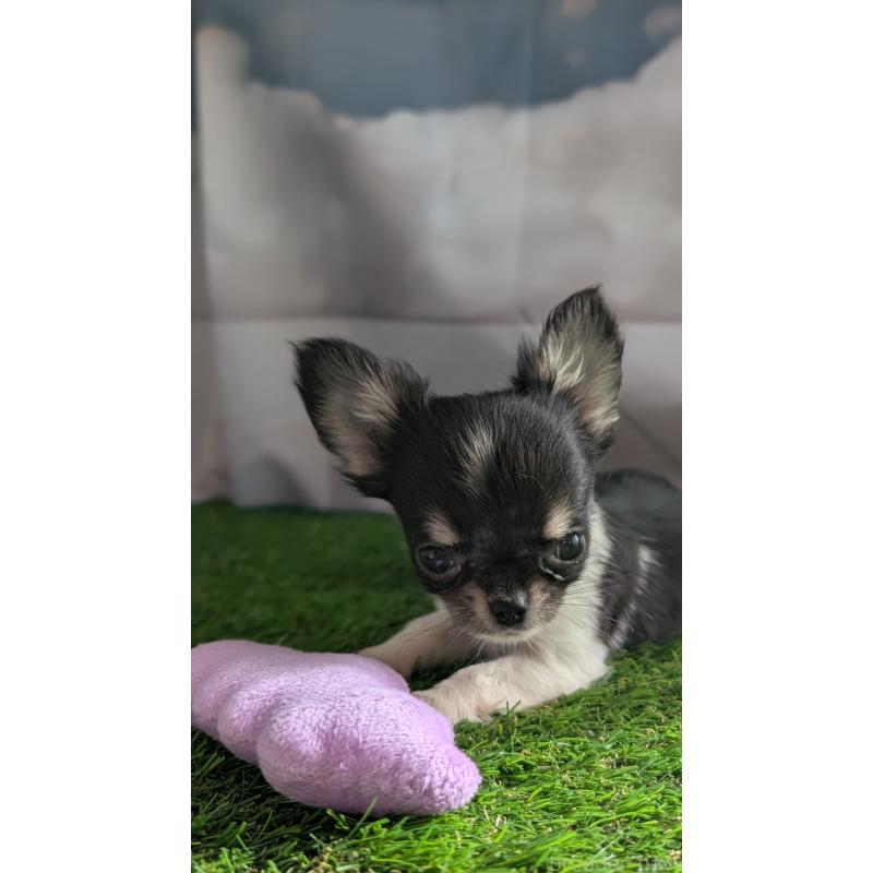 販売中の北海道のチワワ(ロングコート)-416928の10枚目