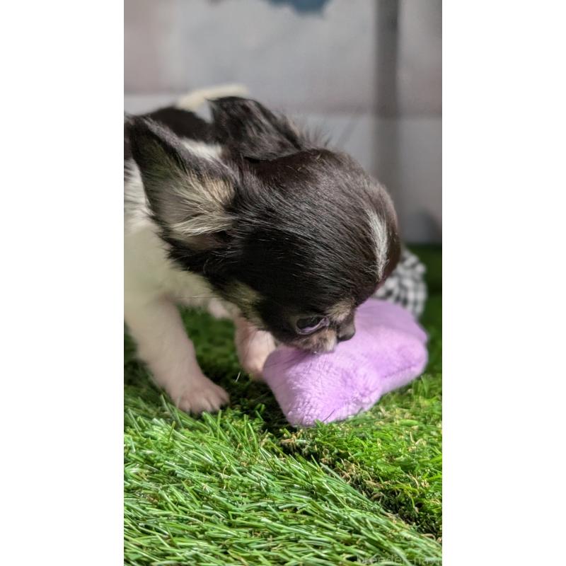 販売中の北海道のチワワ(ロングコート)-416928の9枚目