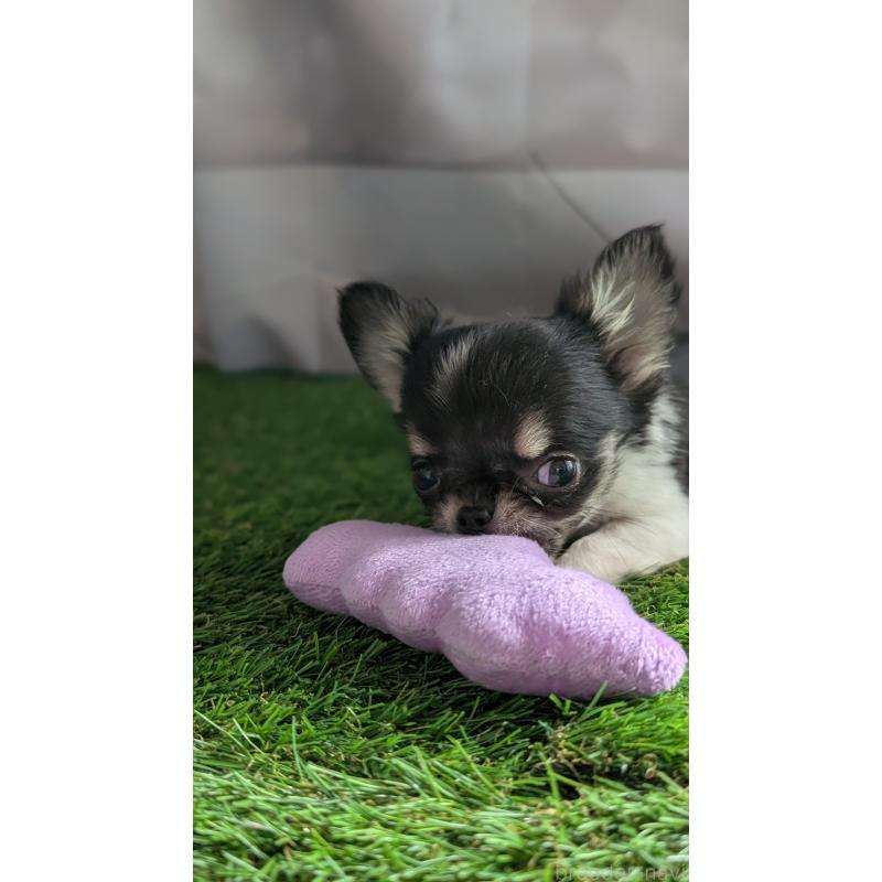 販売中の北海道のチワワ(ロングコート)-416928の8枚目