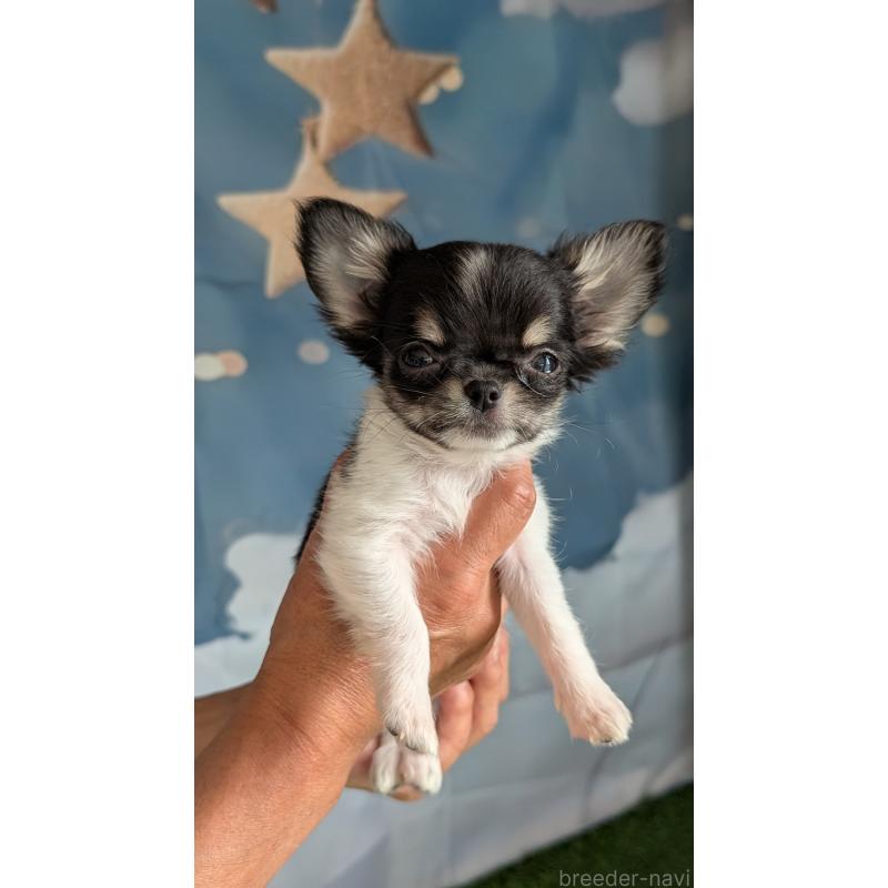 販売中の北海道のチワワ(ロングコート)-416928の7枚目