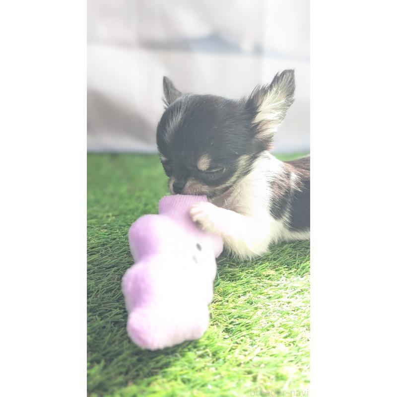 販売中の北海道のチワワ(ロングコート)-416928の6枚目