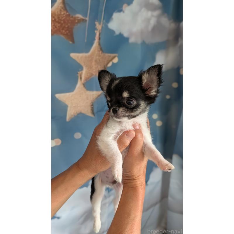 販売中の北海道のチワワ(ロングコート)-416928の5枚目