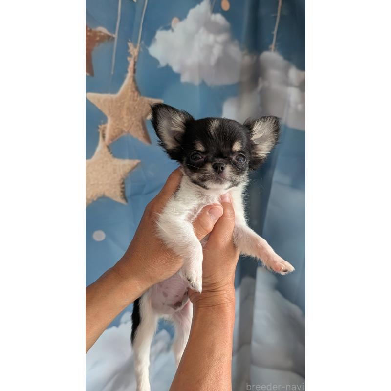 販売中の北海道のチワワ(ロングコート)-416928の4枚目