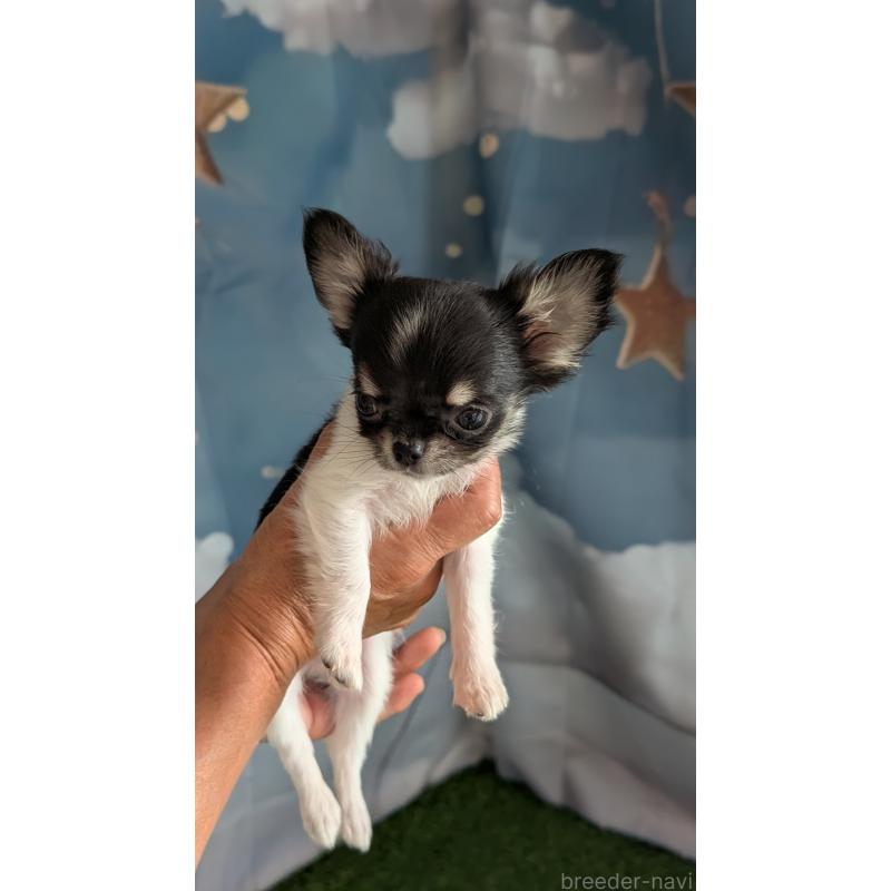 販売中の北海道のチワワ(ロングコート)-416928の3枚目