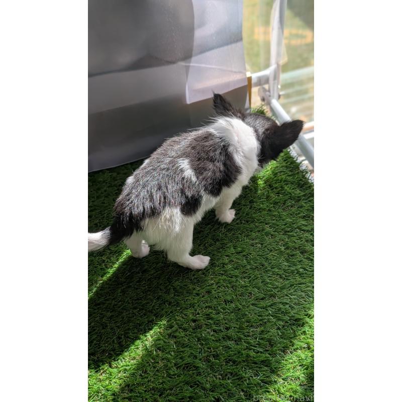 販売中の北海道のチワワ(ロングコート)-416928の2枚目