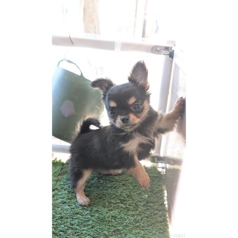 販売中の北海道のチワワ(ロングコート)-417139の13枚目