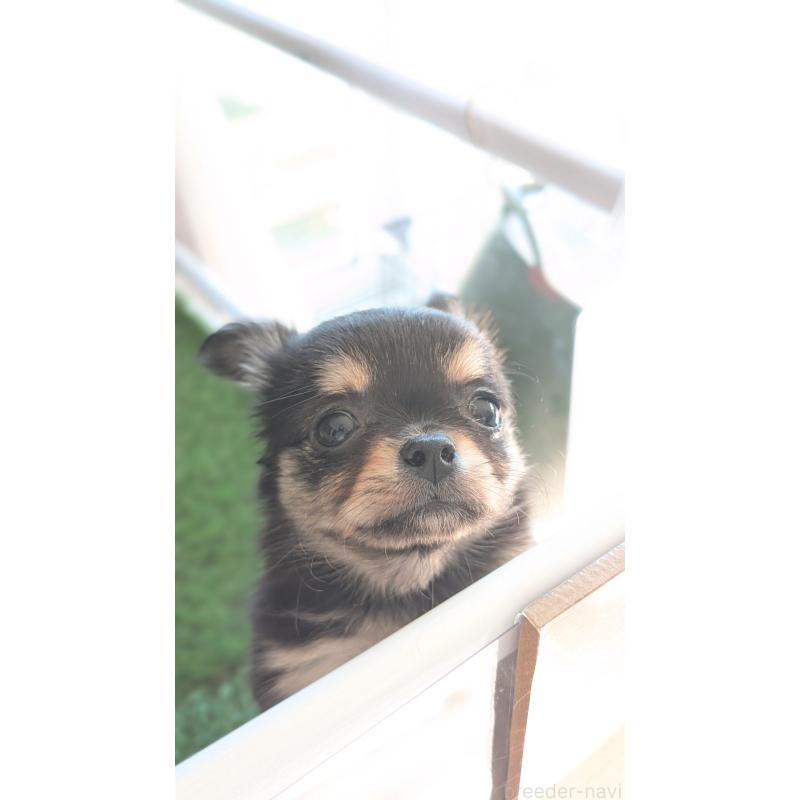 販売中の北海道のチワワ(ロングコート)-417139の12枚目