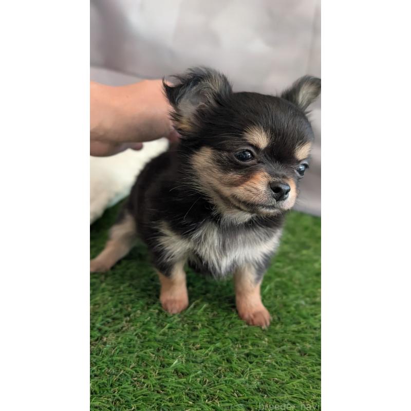 販売中の北海道のチワワ(ロングコート)-417139の11枚目