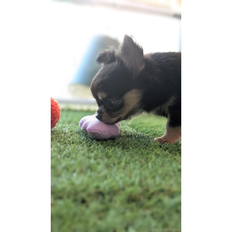 販売中の北海道のチワワ(ロングコート)-417139の10枚目