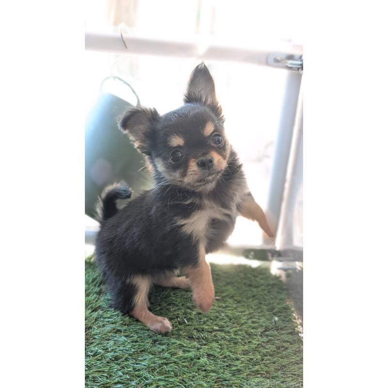 販売中の北海道のチワワ(ロングコート)-417139の9枚目