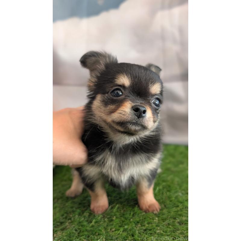 販売中の北海道のチワワ(ロングコート)-417139の8枚目