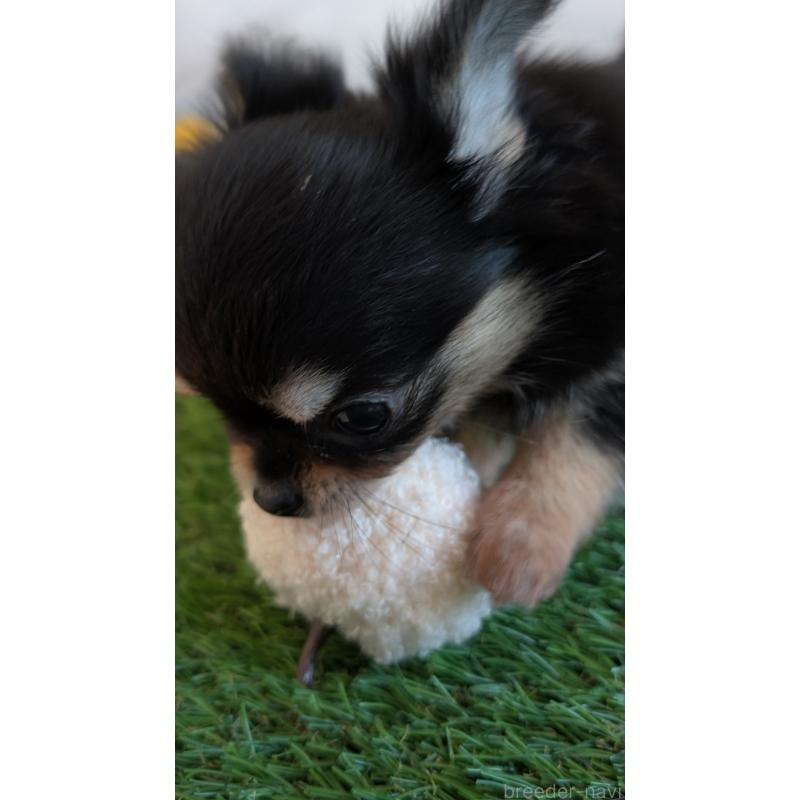 販売中の北海道のチワワ(ロングコート)-417139の7枚目