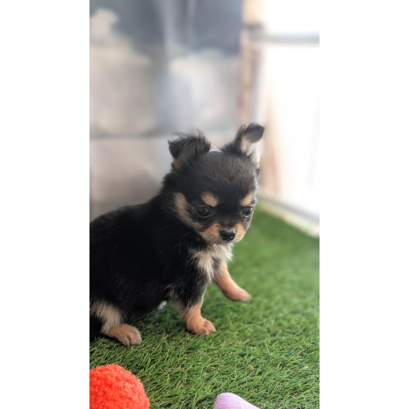 販売中の北海道のチワワ(ロングコート)-417139の6枚目