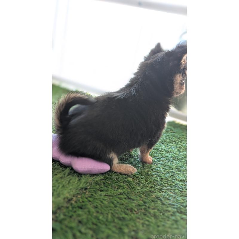 販売中の北海道のチワワ(ロングコート)-417139の5枚目