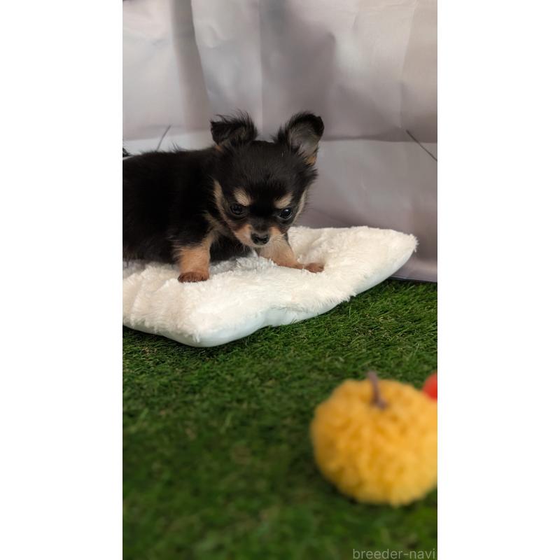 販売中の北海道のチワワ(ロングコート)-417139の4枚目