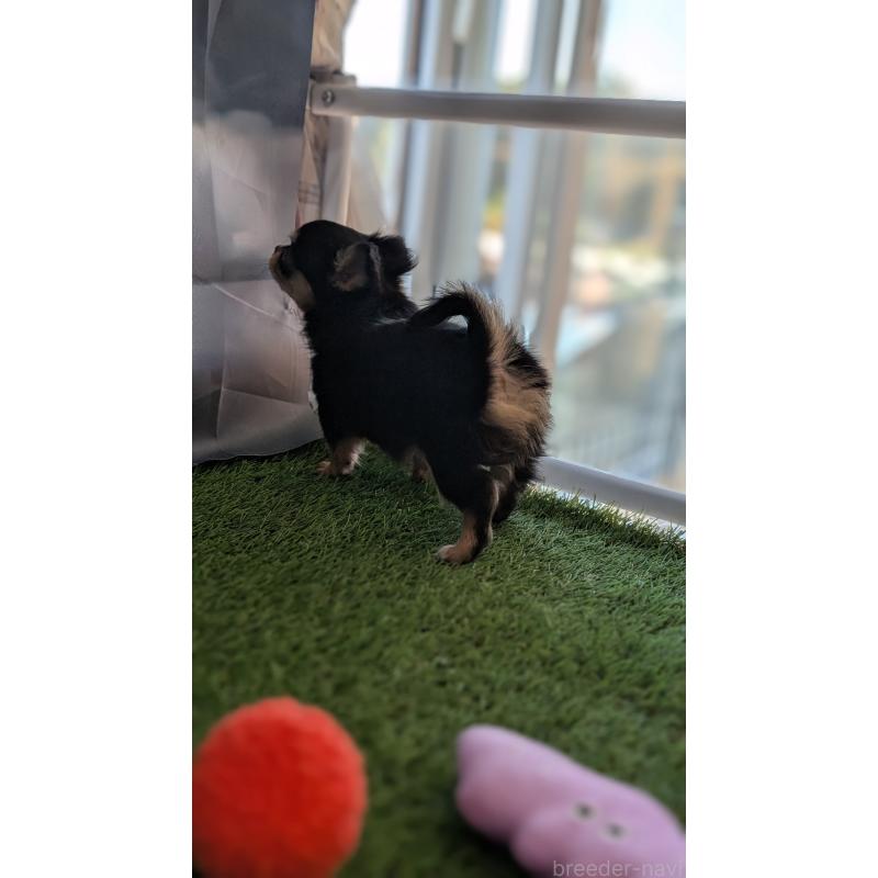 販売中の北海道のチワワ(ロングコート)-417139の3枚目