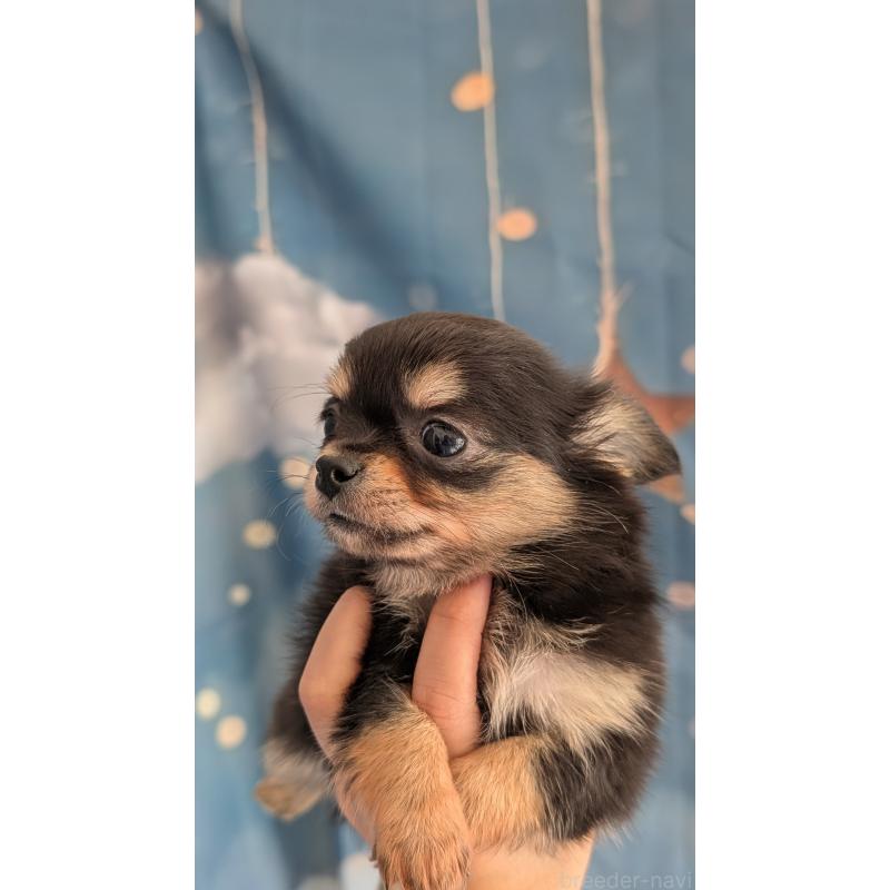 販売中の北海道のチワワ(ロングコート)-417139の2枚目