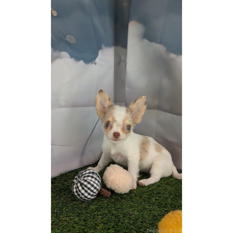 販売中の北海道のチワワ(ロングコート)-416930の10枚目