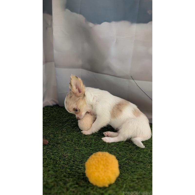 販売中の北海道のチワワ(ロングコート)-416930の9枚目