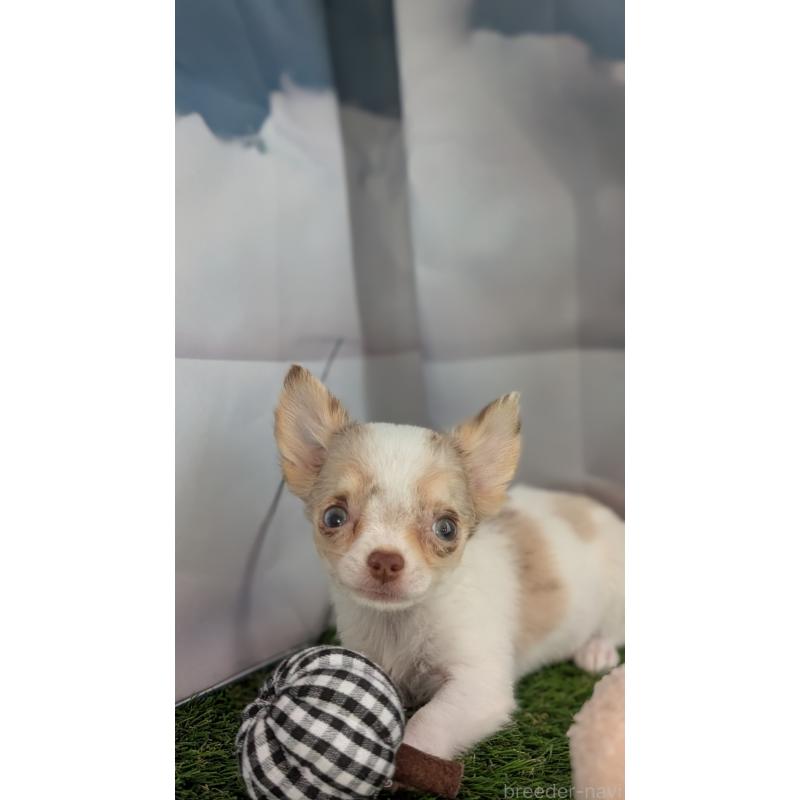 販売中の北海道のチワワ(ロングコート)-416930の8枚目