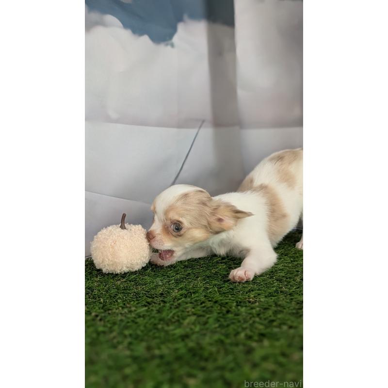 販売中の北海道のチワワ(ロングコート)-416930の7枚目