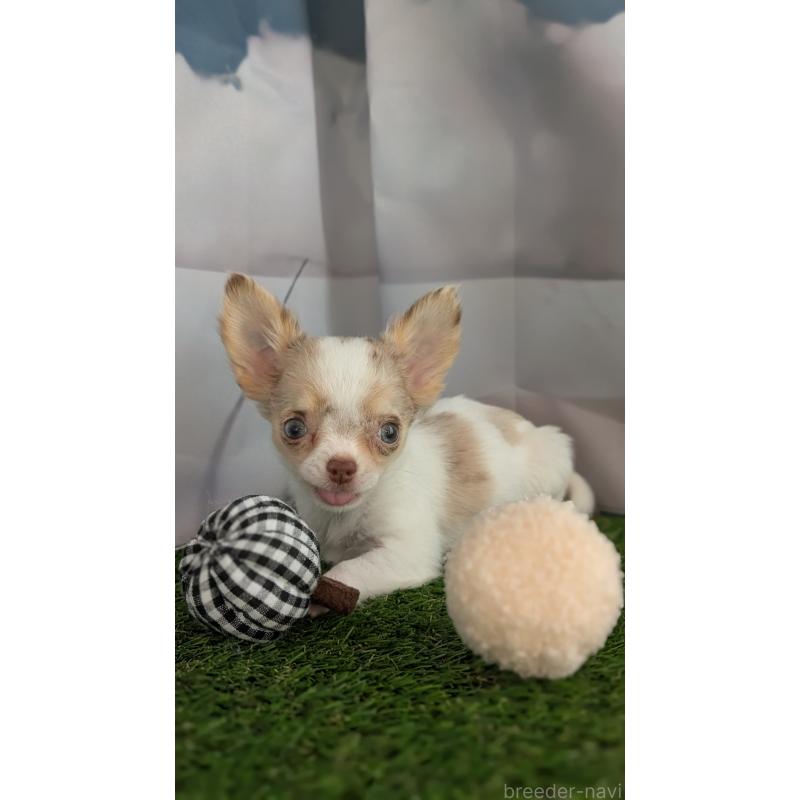 販売中の北海道のチワワ(ロングコート)-416930の6枚目