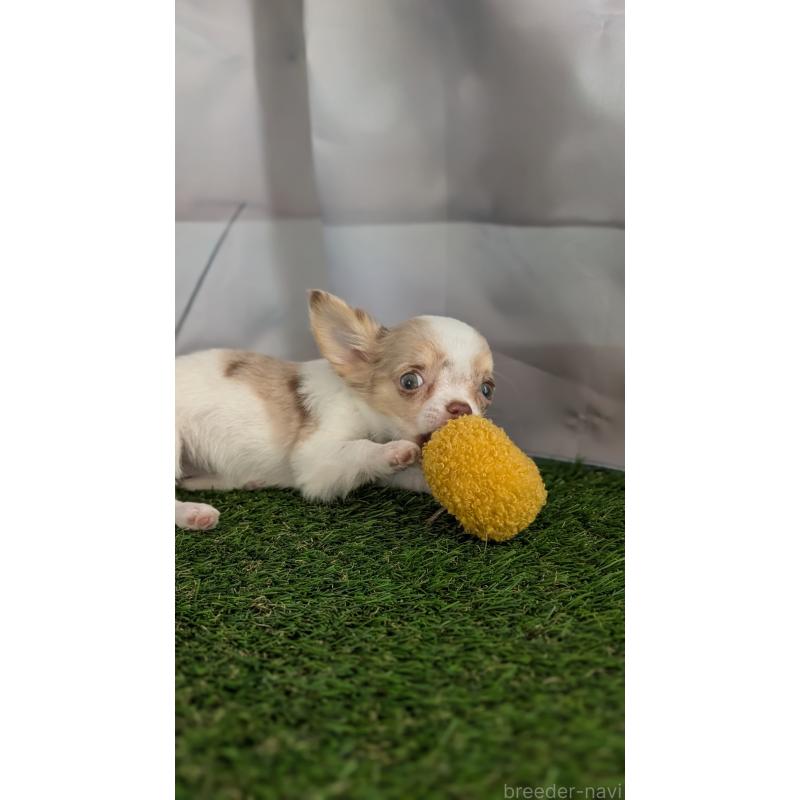 販売中の北海道のチワワ(ロングコート)-416930の5枚目