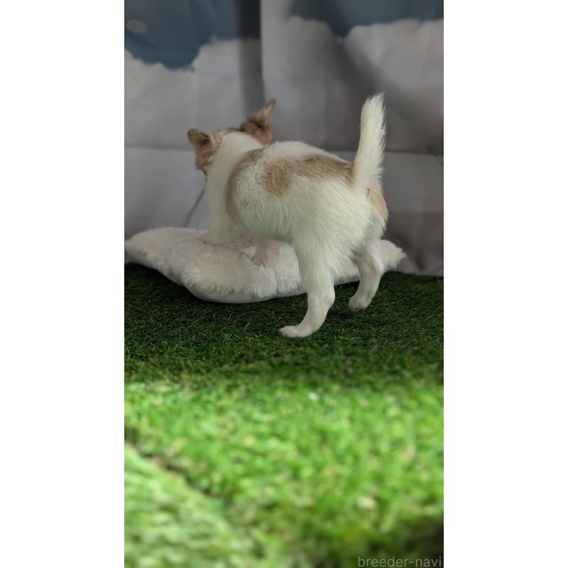 販売中の北海道のチワワ(ロングコート)-416930の4枚目