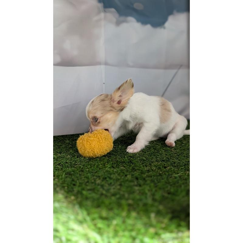 販売中の北海道のチワワ(ロングコート)-416930の3枚目