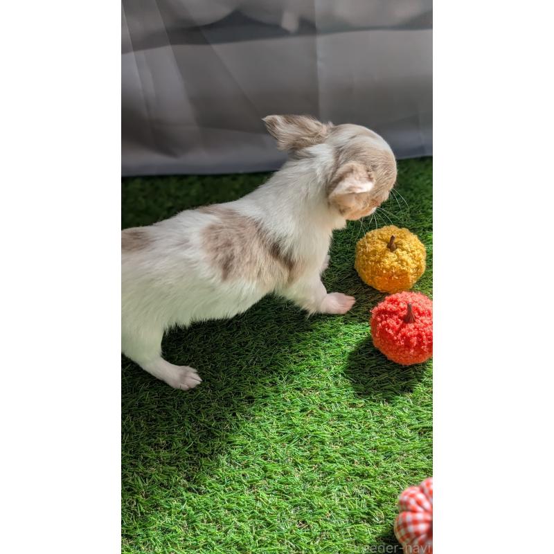 販売中の北海道のチワワ(ロングコート)-416930の2枚目