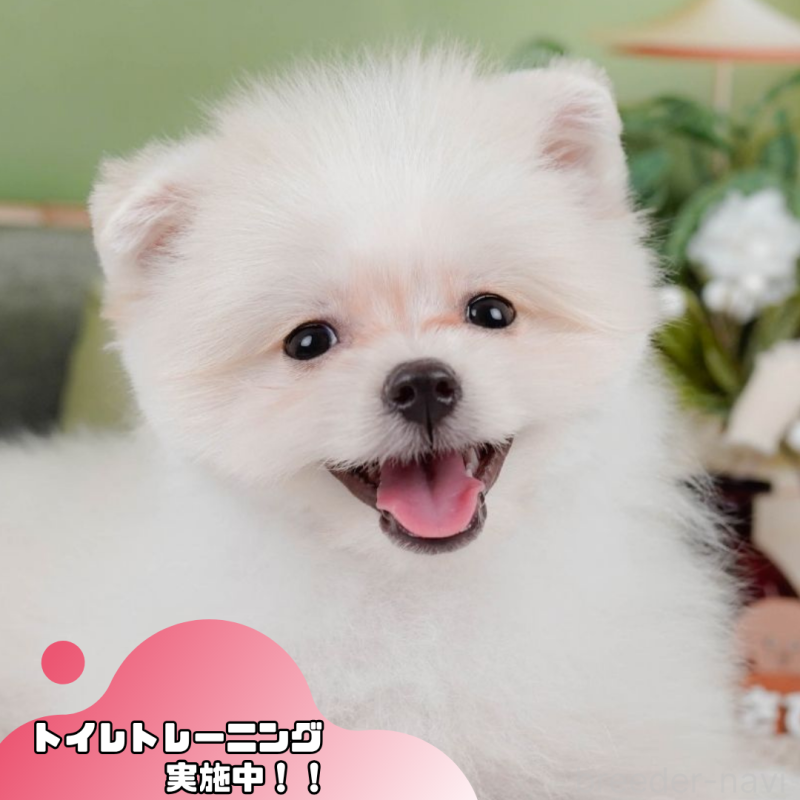 販売中ののポメマル:ポメラニアン×マルチーズ-411132