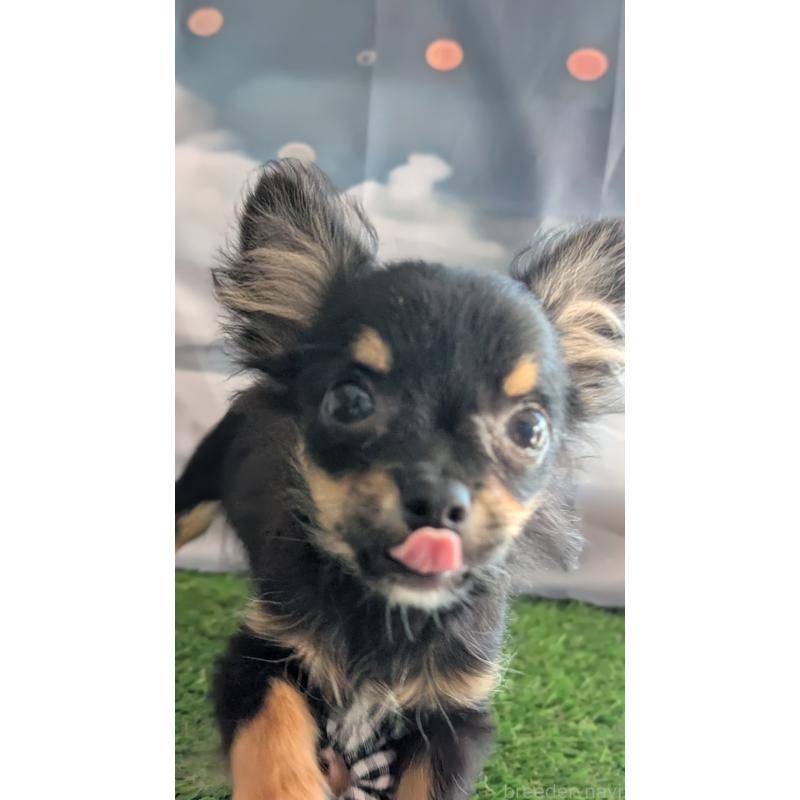 販売中の北海道のミックス犬-401434の14枚目