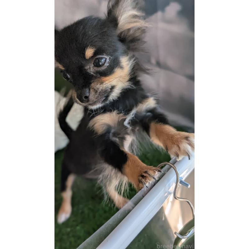 販売中の北海道のミックス犬-401434の10枚目