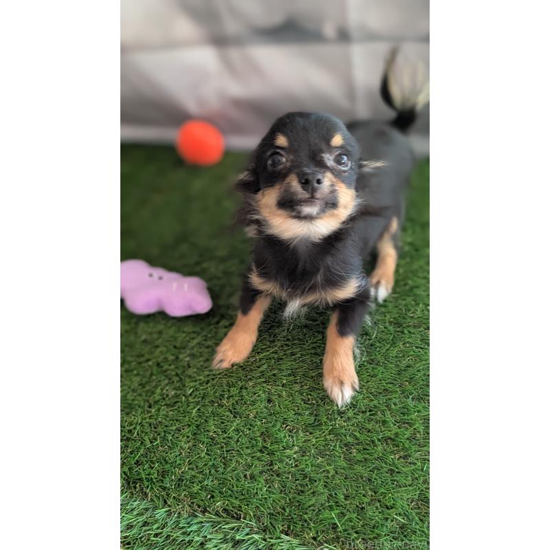 販売中の北海道のミックス犬-401434の8枚目