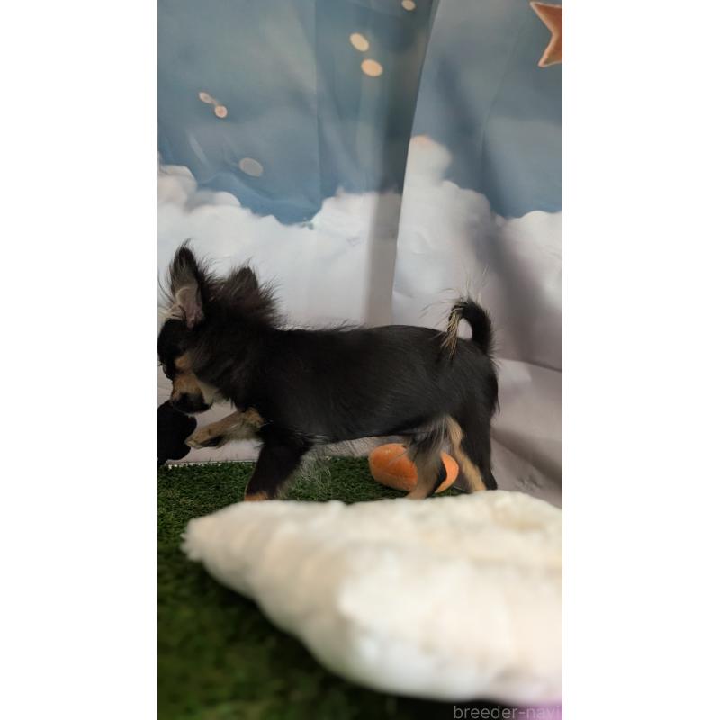 販売中の北海道のミックス犬-401434の7枚目