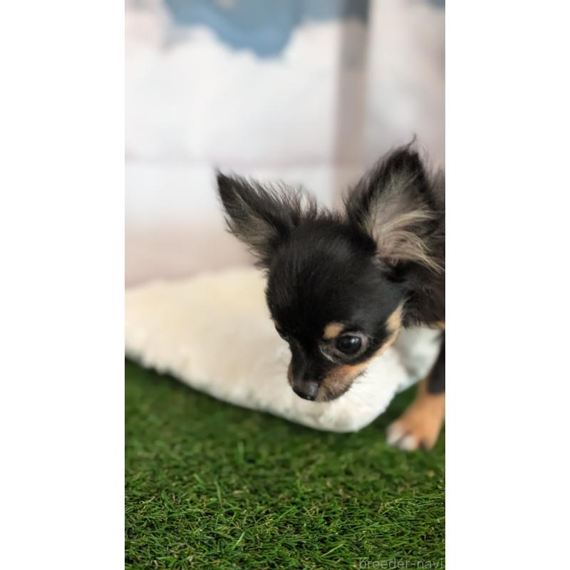 販売中の北海道のミックス犬-401434の5枚目