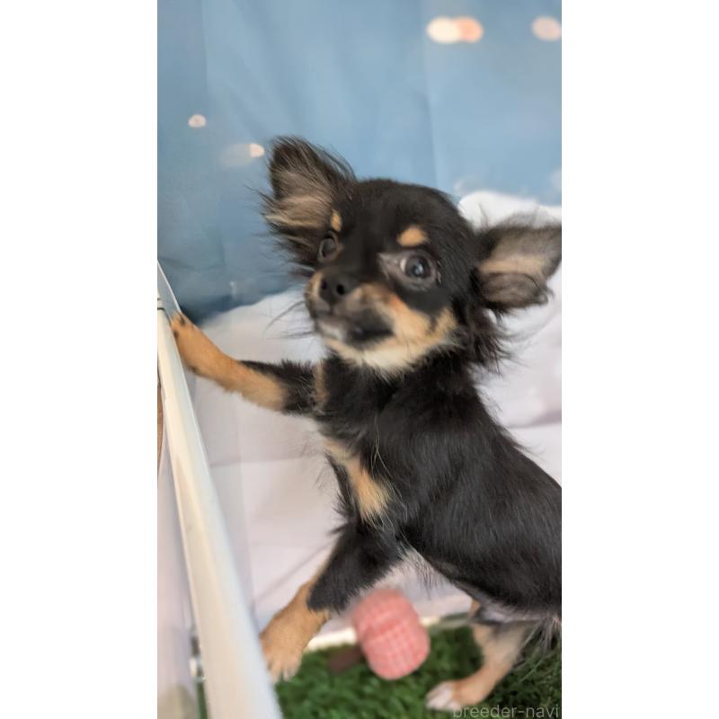 販売中の北海道のミックス犬-401434の3枚目
