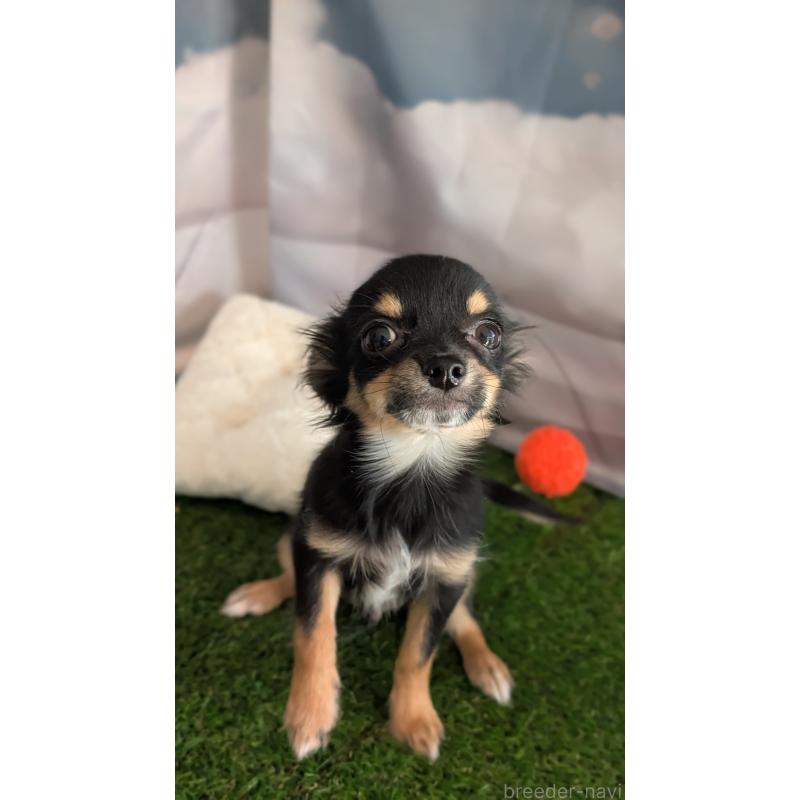 販売中の北海道のミックス犬-401430の11枚目