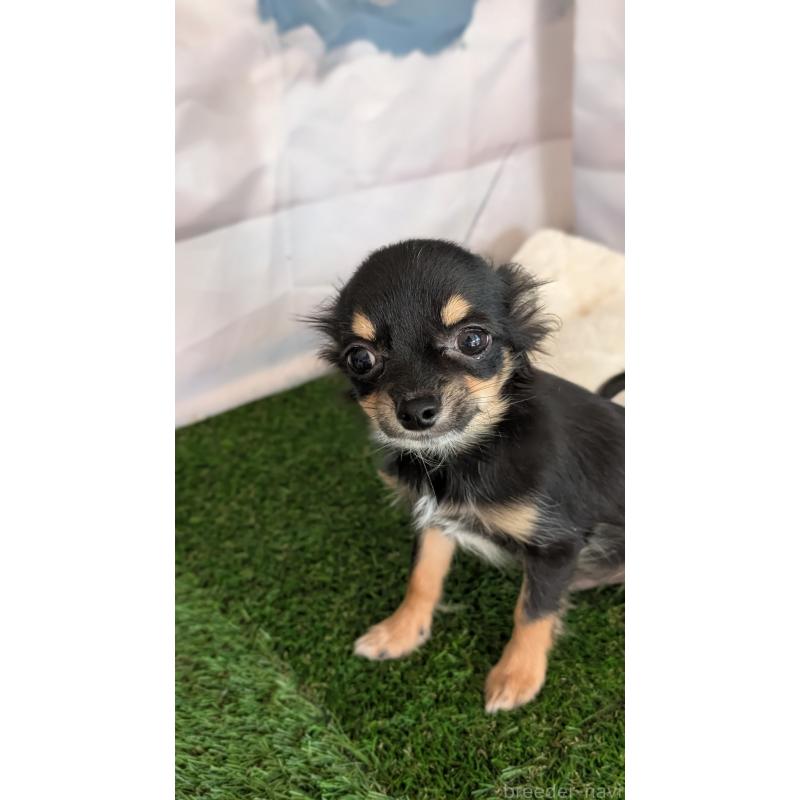 販売中の北海道のミックス犬-401430の10枚目