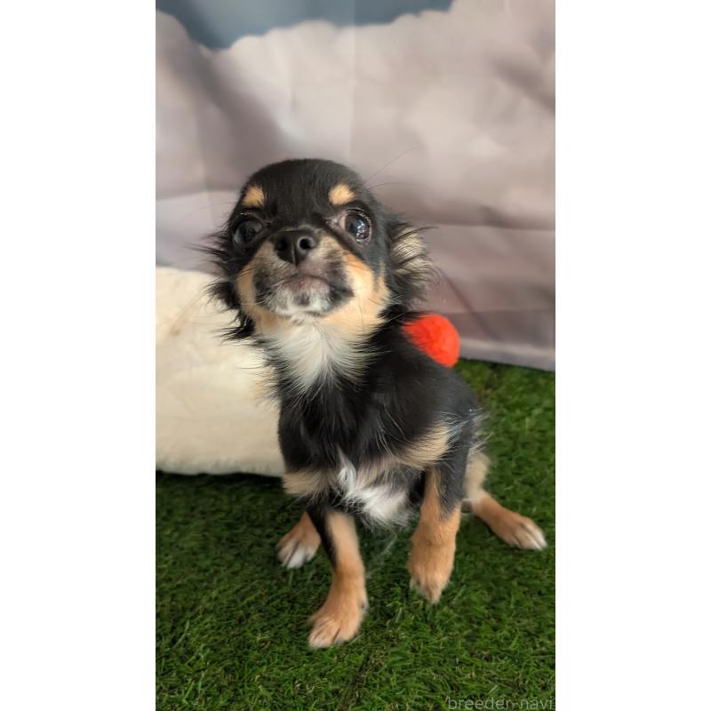 販売中の北海道のミックス犬-401430の4枚目