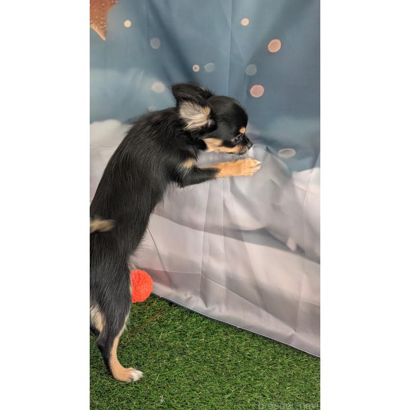 販売中の北海道のミックス犬-401430の3枚目