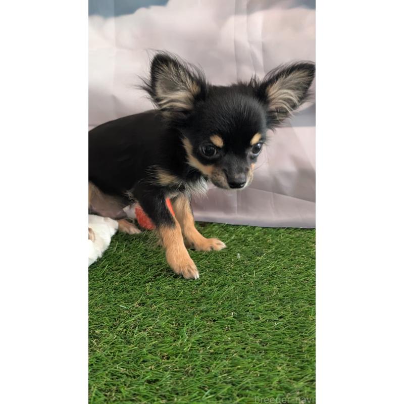 販売中の北海道のミックス犬-401430の2枚目