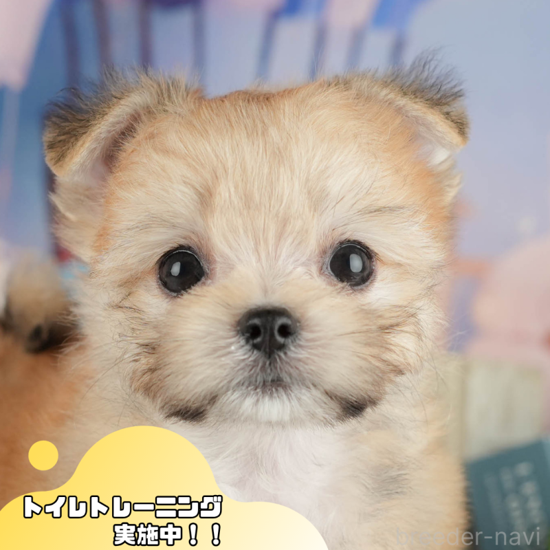 販売中の静岡県のチワマル:チワワ×マルチーズ-412478