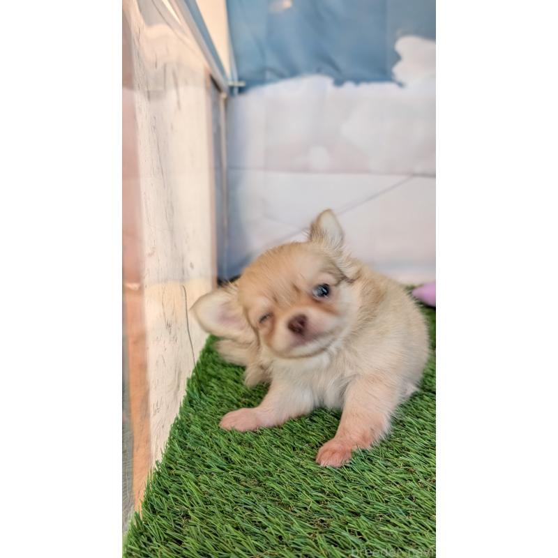 販売中の北海道のチワワ(ロングコート)-417135の17枚目