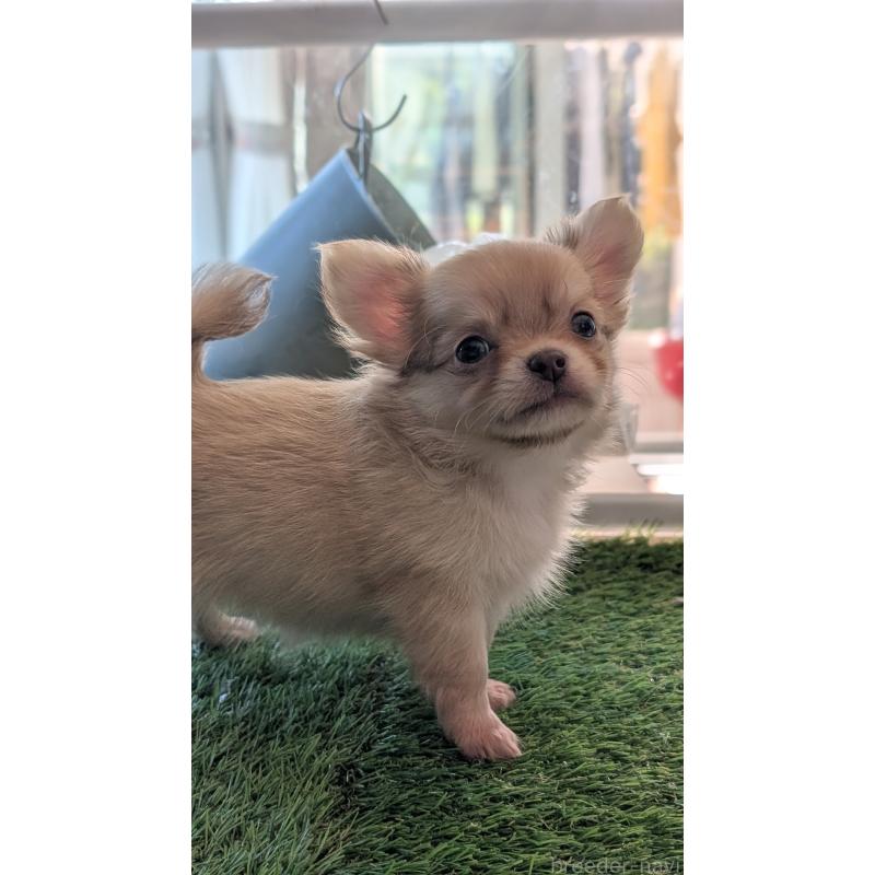 販売中の北海道のチワワ(ロングコート)-417135の16枚目