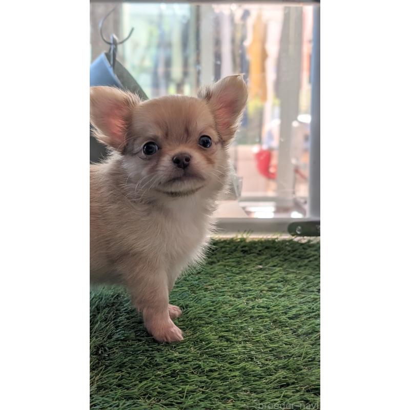 販売中の北海道のチワワ(ロングコート)-417135の15枚目