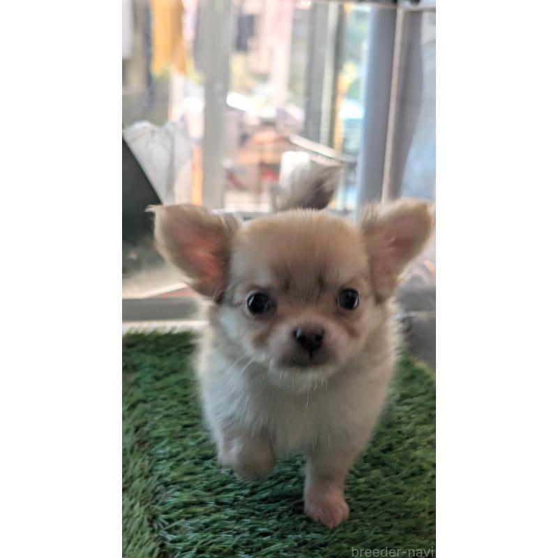 販売中の北海道のチワワ(ロングコート)-417135の14枚目