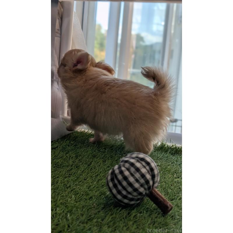 販売中の北海道のチワワ(ロングコート)-417135の13枚目