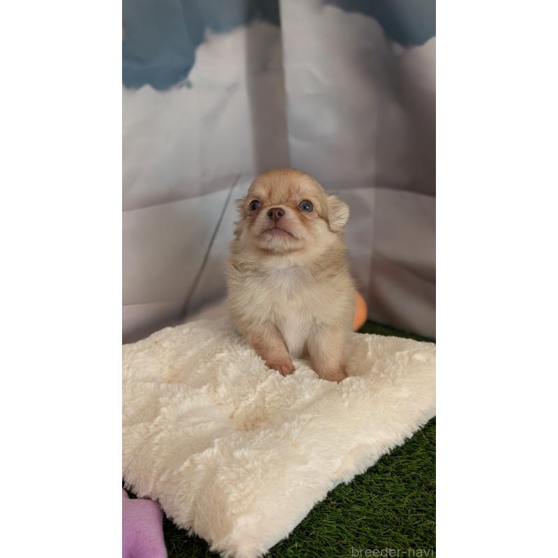 販売中の北海道のチワワ(ロングコート)-417135の12枚目