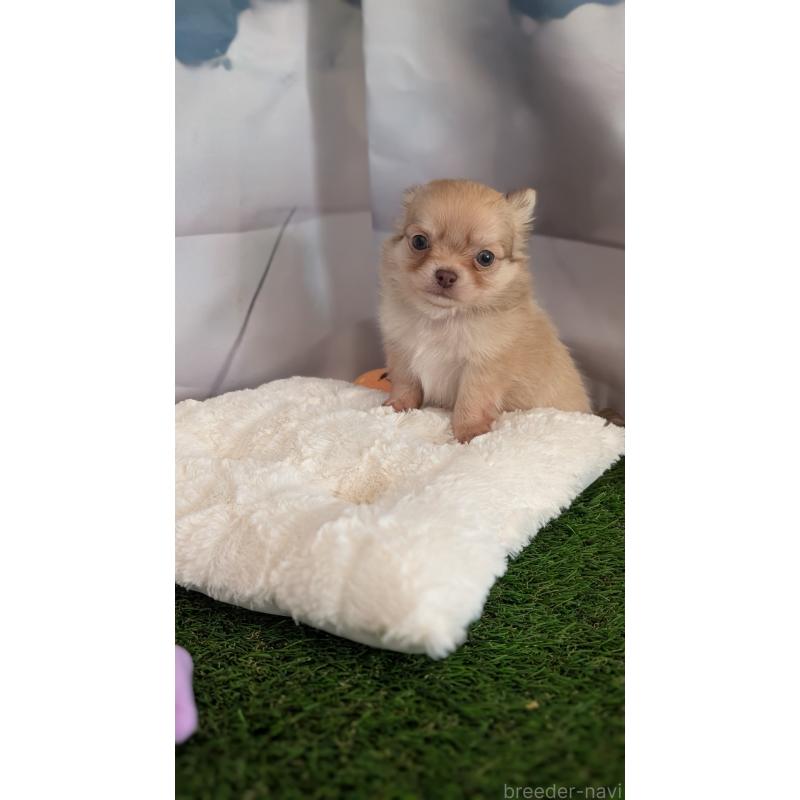 販売中の北海道のチワワ(ロングコート)-417135の11枚目